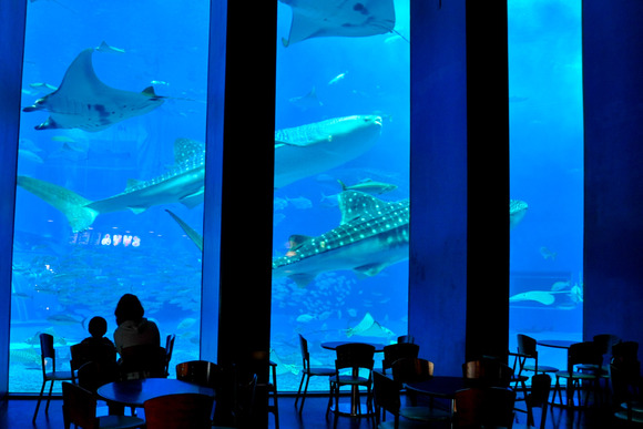 沖縄美ら海水族館 黒潮の海にあるカフェ オーシャンブルー で朝食をいただきます てぃーだニュース