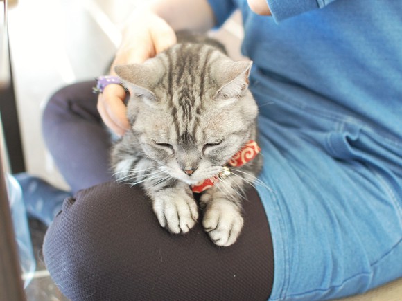 猫まるカフェ OKINAWA　猫スタッフ蘭丸