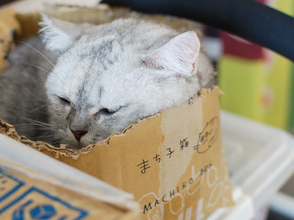 猫まるカフェ OKINAWA まち子
