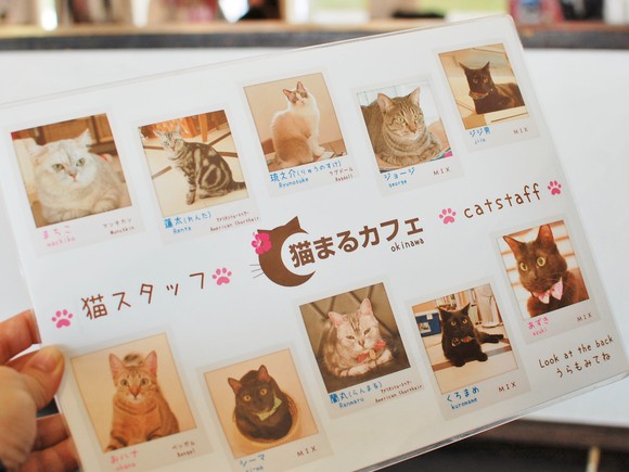 猫まるカフェ OKINAWA 猫スタッフ紹介表