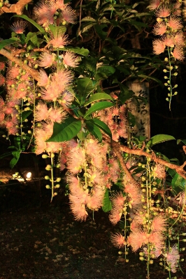今が見頃のサガリバナ 初夏の夜に咲き夜明けに散る幻の美しいお花をピックアップでお届けします てぃーだニュース