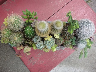 リメ缶に寄せ植え
