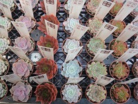 いろいろ入荷 2018/11/21 20:56:35