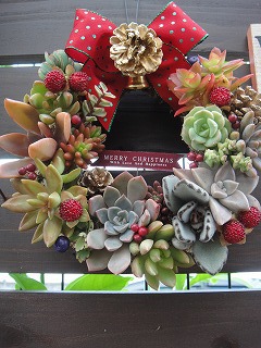 寄せ植えいろいろ 寄せ植えいろいろ