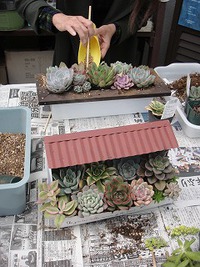 寄せ植え教室 2019/01/28 21:43:11