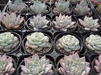 多肉入荷情報☆ 2019/02/03 21:21:34