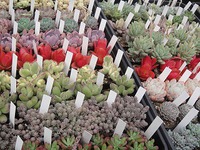 入荷情報☆ 2019/02/17 21:24:52
