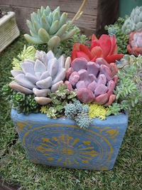 寄せ植えいろいろ 2019/03/11 21:55:41