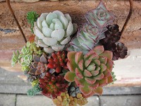 雑貨に寄せ植え 2019/04/18 21:38:58