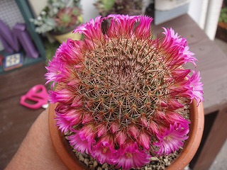 サボテンの花