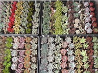 入荷しました 2019/05/19 21:54:55