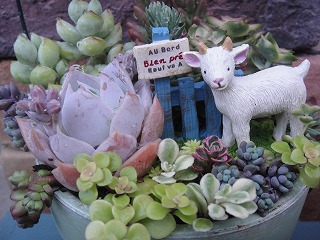 明日は寄せ植え教室♪