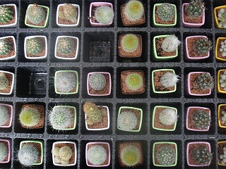 入荷情報 入荷情報