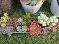 ３つの寄せ植え 2019/05/29 21:35:56