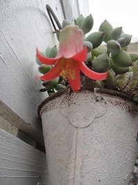 多肉の花 2019/06/08 21:00:47