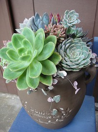 大きな寄せ植え 2019/07/10 22:05:41