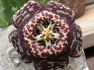 ガガ花色々