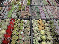 入荷しました♪ 2020/02/02 20:51:02