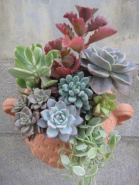 オーダーの寄せ植え 2020/09/20 21:26:12