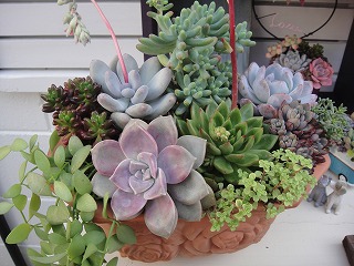 オーダーの寄せ植え