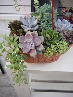 オーダーの寄せ植え