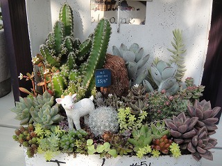 オーダーの寄せ植え