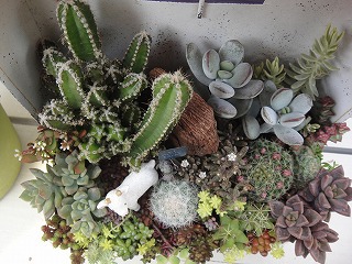 オーダーの寄せ植え