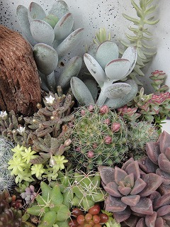 オーダーの寄せ植え