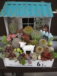 サボタニ寄せ植え 2020/04/22 19:56:01