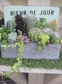 サボテンの寄せ植え 2020/09/15 20:40:35