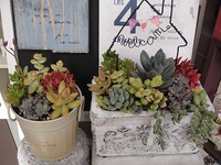 寄せ植え 2020/09/12 19:14:35