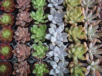 多肉植物入荷情報 2020/11/15 14:27:46