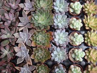 多肉植物入荷情報