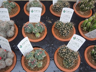 多肉植物入荷情報