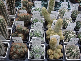 多肉植物入荷情報