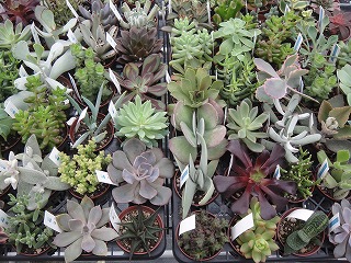 多肉植物入荷情報
