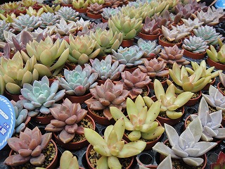 多肉植物入荷情報