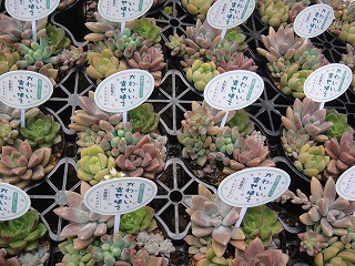 多肉植物入荷情報