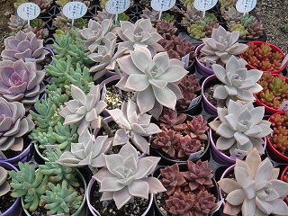 多肉植物入荷情報