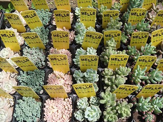 多肉植物入荷情報