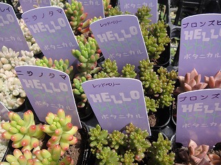 多肉植物入荷情報