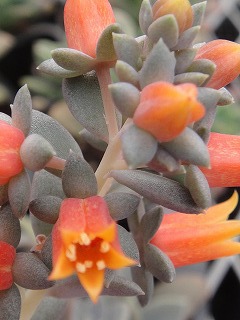 多肉の花