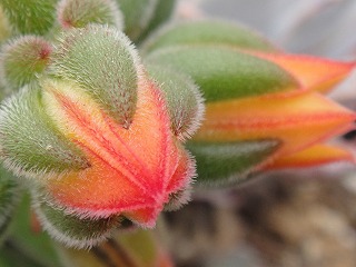 多肉の花