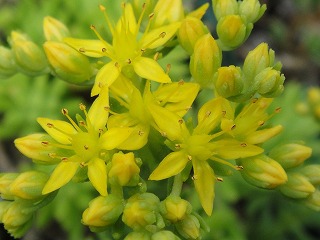 多肉の花