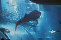 美ら海水族館に新しい仲間が出来ました