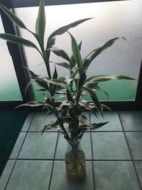 素粒水に注していると、植物が元気いっぱい☆ 2019/11/13 16:18:35
