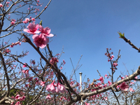 人に見えるように咲いている桜の花♡ 2017/02/19 19:11:01