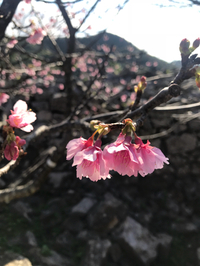 沖縄では桜が開花しています♡ 2020/02/04 15:46:03