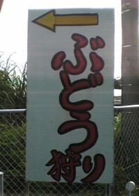 ぶどう狩り