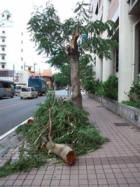 台風の後片付 2012/08/13 18:55:00
